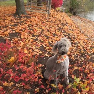 Meet your Posher, Alison